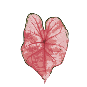 Caladium Spring Fling (Tubercule - I)