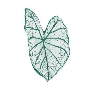Caladium White Christmas (Tubercule - I)