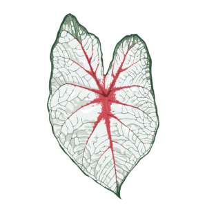 Caladium White Queen (Tubercule - I)