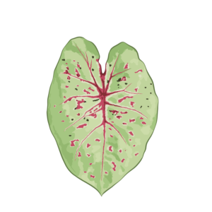 Caladium Limelite (Tubercule - I)