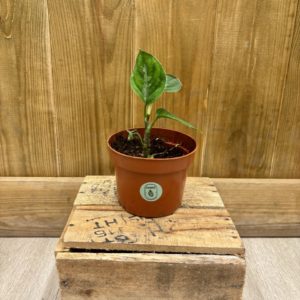 Aglaonema Pictum Bicolor (S)