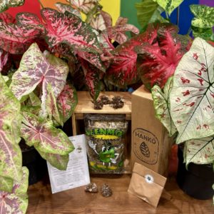 Notre Box mystère spéciale Caladium
