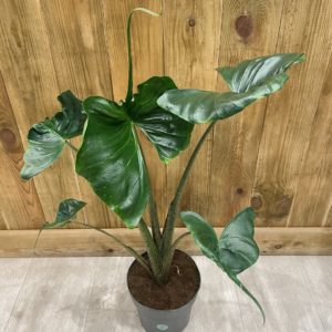 Alocasia Macrorrhiza Stingray (L)