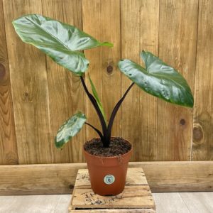 Alocasia Macrorrhiza Black Stem (M)