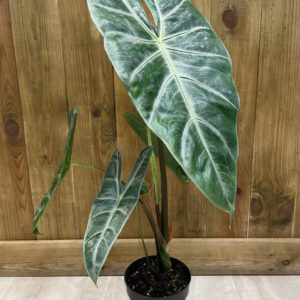 Alocasia Longiloba (L)