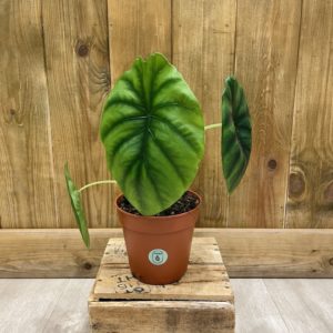 Alocasia Clypeolata "Green Shield" (M)