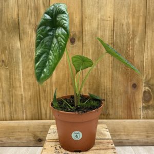 Alocasia Puncak Borneensis (L)