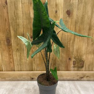 Alocasia Tigrini (L)