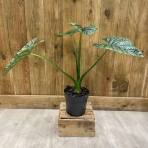 Alocasia Lukiwan (L)