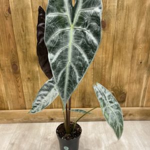Alocasia Longiloba Silver (XL)