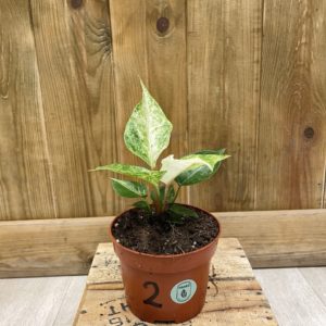 Anthurium Bonplandii Variegata 2 (S)