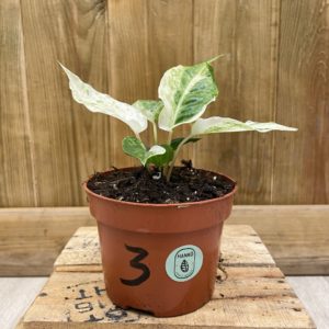 Anthurium Bonplandii Variegata 3 (S)