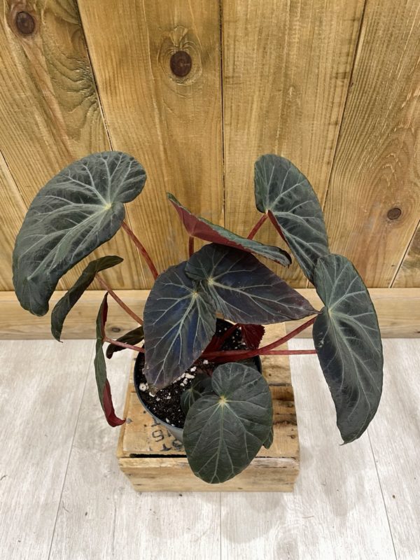 Begonia Burkillii Dark Form • Plante rare • 10,5 cm / 15 cm