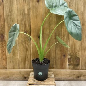 Alocasia Opal Beauty (L)