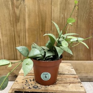 Hoya Lacunosa Mint (S)