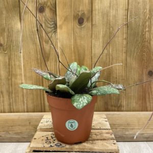 Hoya Sigillatis (M)