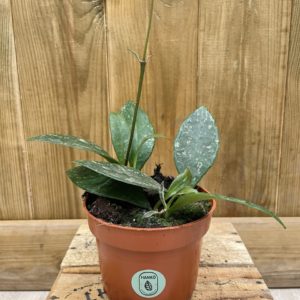 Hoya Rundumensis Splash (S)