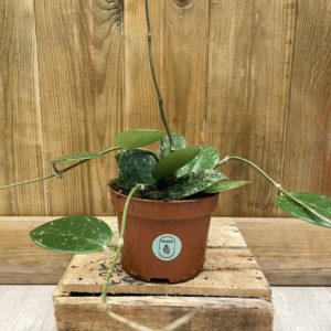 Hoya Parasitica Splash (M)