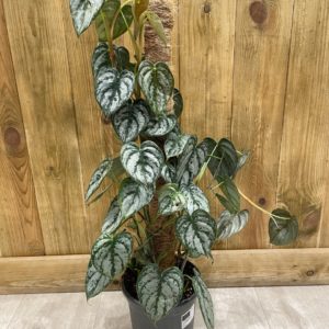 Philodendron Brandtianum (XL)
