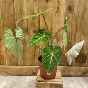 Philodendron Gloriosum (L)