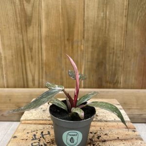 Philodendron Pink Princess Marble (Baby)