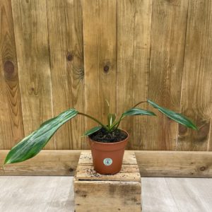Philodendron Joepi (M)