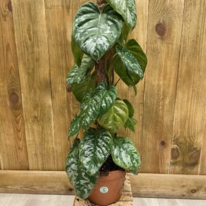 Philodendron Brandtianum Wild Form (XL)