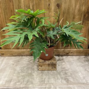 Philodendron Mayoi (XL)