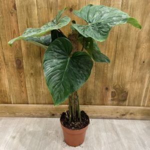 Philodendron Majestic (XL)
