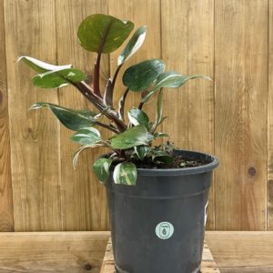 Philodendron White Knight (XL)