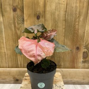 Syngonium Strawberry Ice (M)