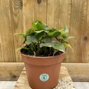 Syngonium Red Spot / Pink Splash (M)