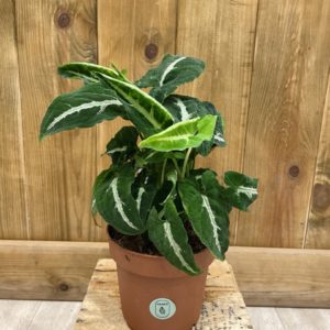 Syngonium Wendlandii (M)