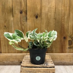 Epipremnum "Pothos" N'Joy (M)