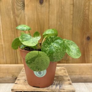Pilea Peperomioides Mojito (M)