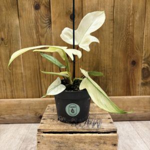 Philodendron Florida Ghost (M)