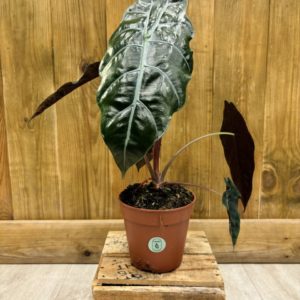Alocasia Chantrieri (M)