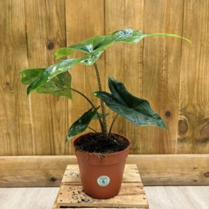 Alocasia Nycteris Batwing (M)