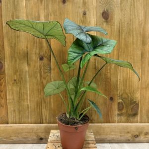 Alocasia Bisma Silver (M)