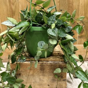 Hoya Krohniana / Lacunosa Silver "Eskimo" (L)