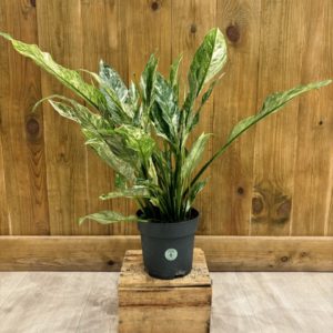 Spathiphyllum Diamond Variegata (L)