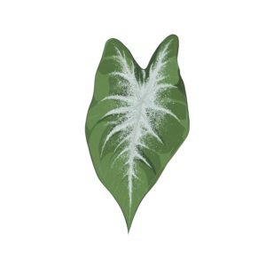 Caladium Aaron (Tubercule - I)