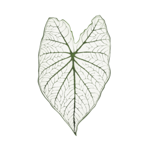 Caladium Candidum (Tubercule - I)