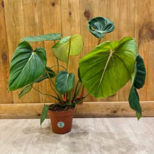 Philodendron Pastazanum (L)