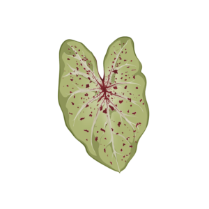 Caladium Miss Muffet (Bulbe - I)