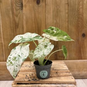 Alocasia Macrorrhiza Splash (Baby)
