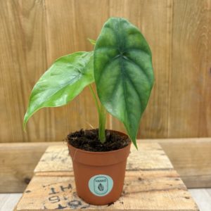 Alocasia Clypeolata "Green Shield" (Baby)