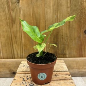 Alocasia Odora Aurea Variegata (S)