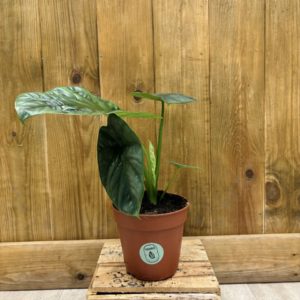 Alocasia Lukiwan (M)