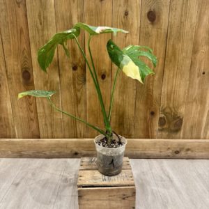 Monstera Thai Constellation (Bouture 1)